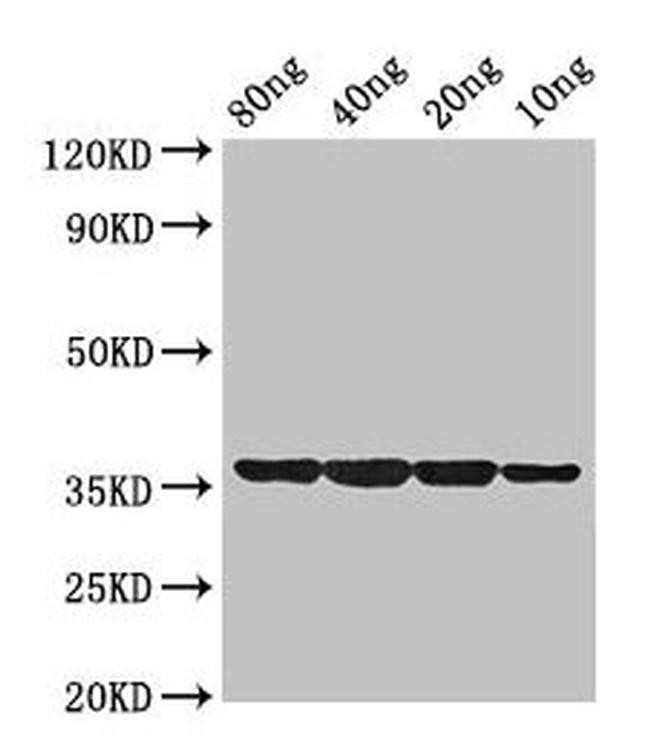 DNA protection during starvation protein Antibody in Western Blot (WB)