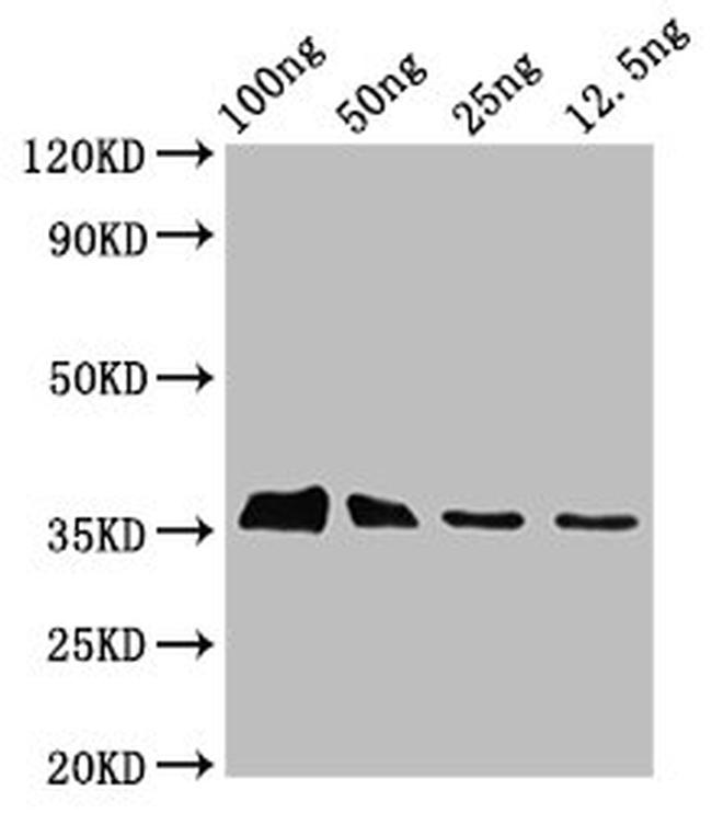 Epstein Barr Virus BLLF3 Antibody in Western Blot (WB)