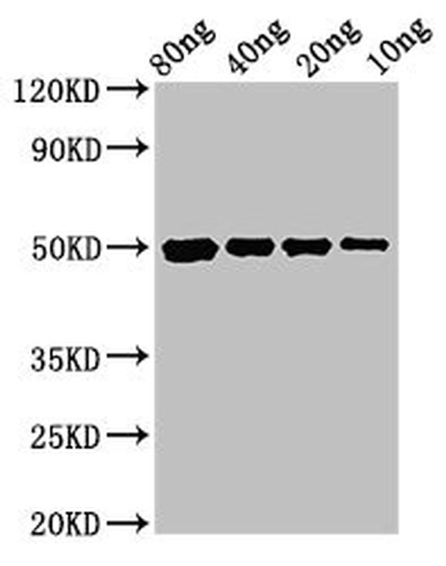 E. coli cysP Antibody in Western Blot (WB)