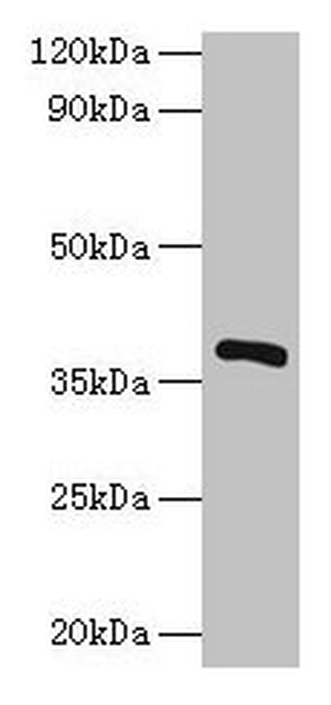 Bacillus subtilis iolG Antibody in Western Blot (WB)