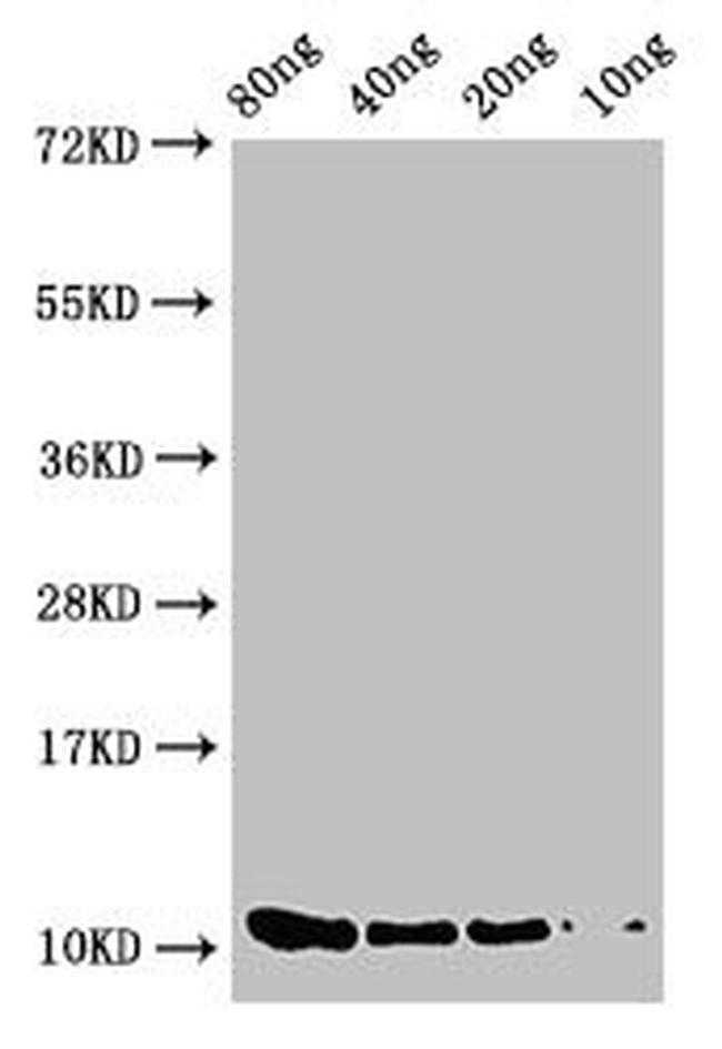 Salmonella typhimurium prgJ Antibody in Western Blot (WB)
