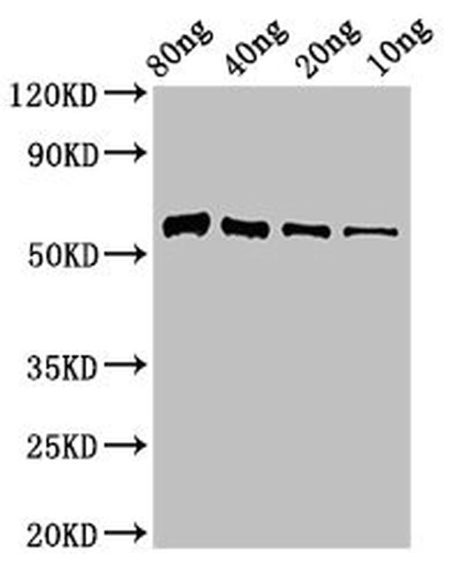 Paenibacillus thiaminolyticus Thiaminase-1 Antibody in Western Blot (WB)