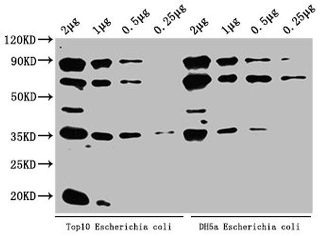 E. coli (strain K12) ppsA Antibody in Western Blot (WB)