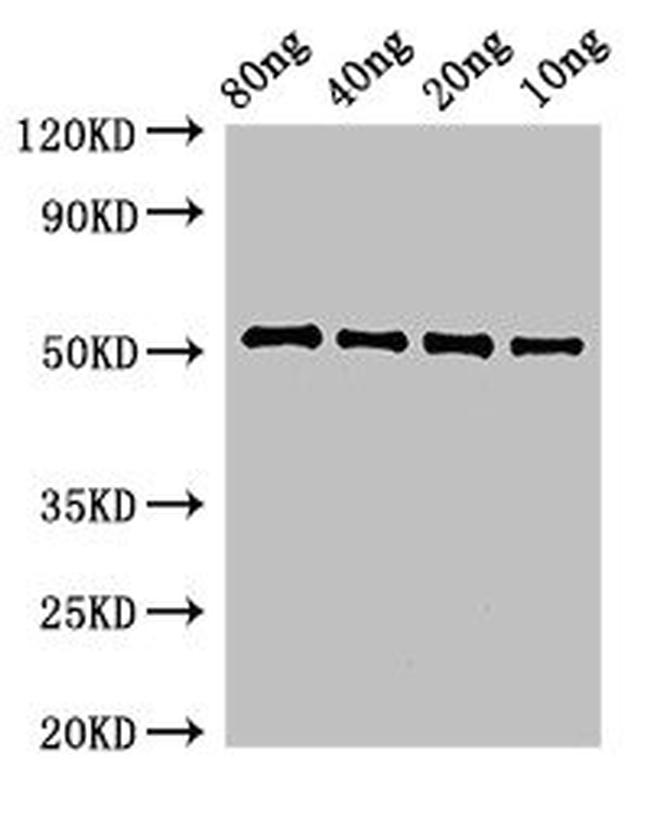 Bacillus subtilis pbpE Antibody in Western Blot (WB)