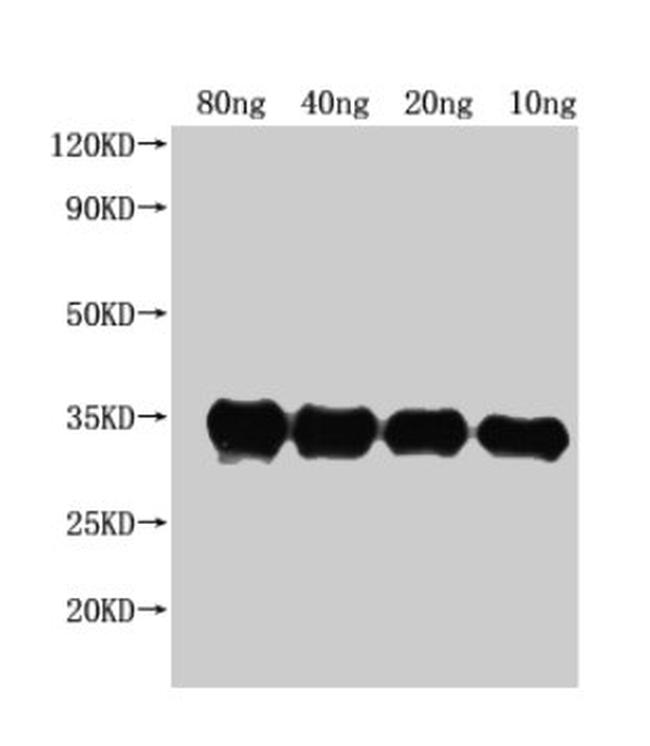 E. coli (strain K12) PdeH Antibody in Western Blot (WB)