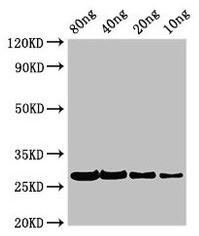 Phleum pratense Pollen allergen Phl p 2 Antibody in Western Blot (WB)