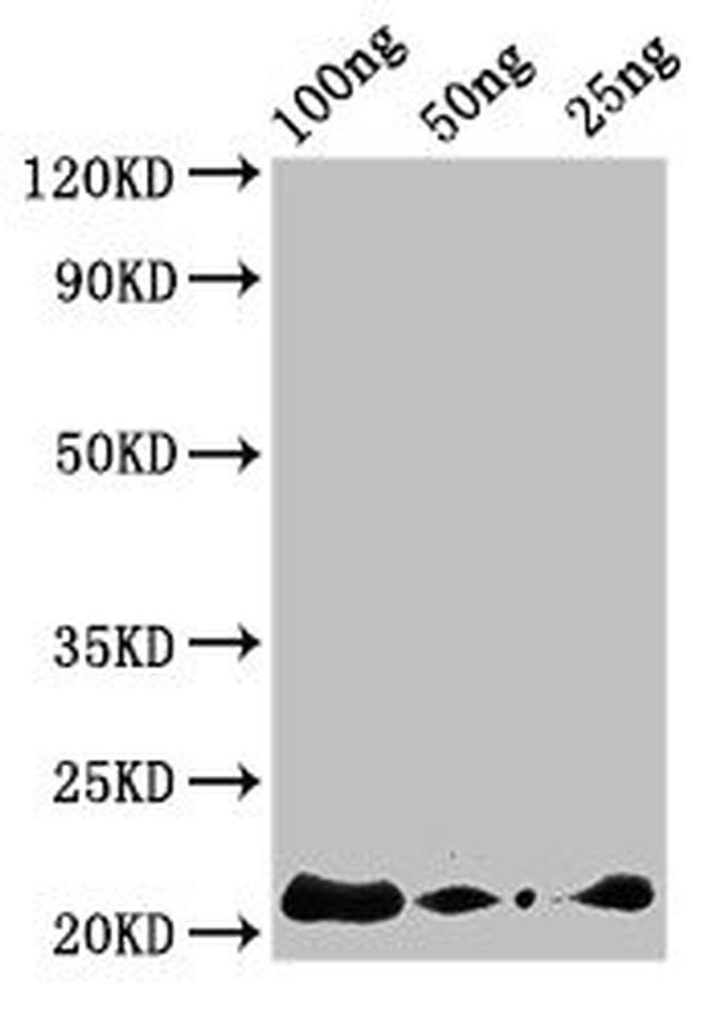 raphanus sativus AFP2 Antibody in Western Blot (WB)