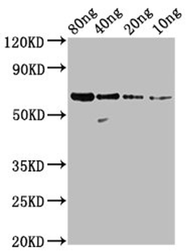 Bovine RSV Nucleoprotein Antibody in Western Blot (WB)