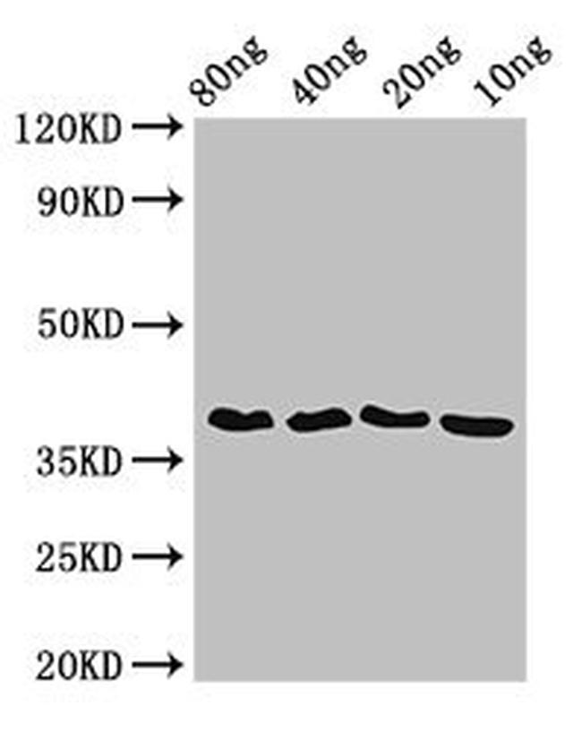 Wolbachia pipientis FtsZ Antibody in Western Blot (WB)