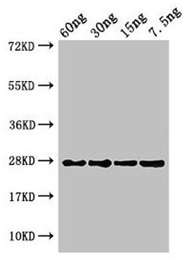 Prochlorothrix hollandica PETE Antibody in Western Blot (WB)