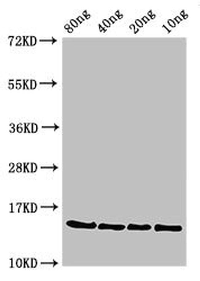 Slime mold ponA Antibody in Western Blot (WB)
