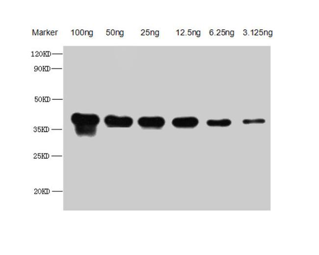 Helix pomatia Copper-Metallothionein Antibody in Western Blot (WB)