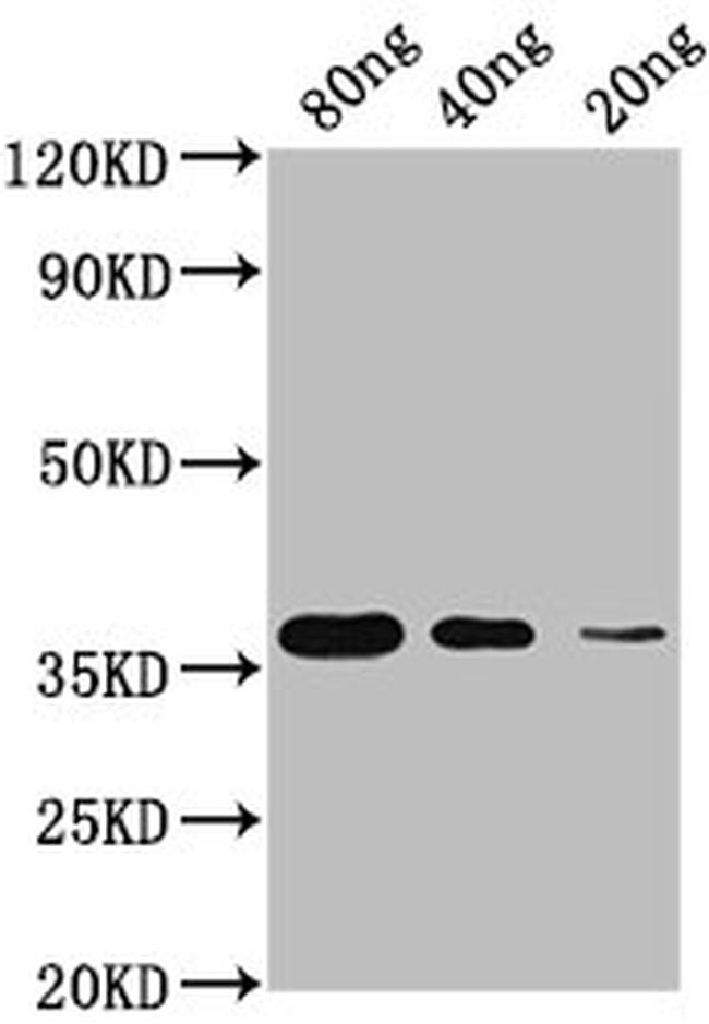 Helix pomatia Copper-Metallothionein Antibody in Western Blot (WB)