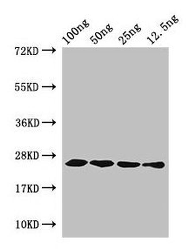 HFBI Antibody in Western Blot (WB)