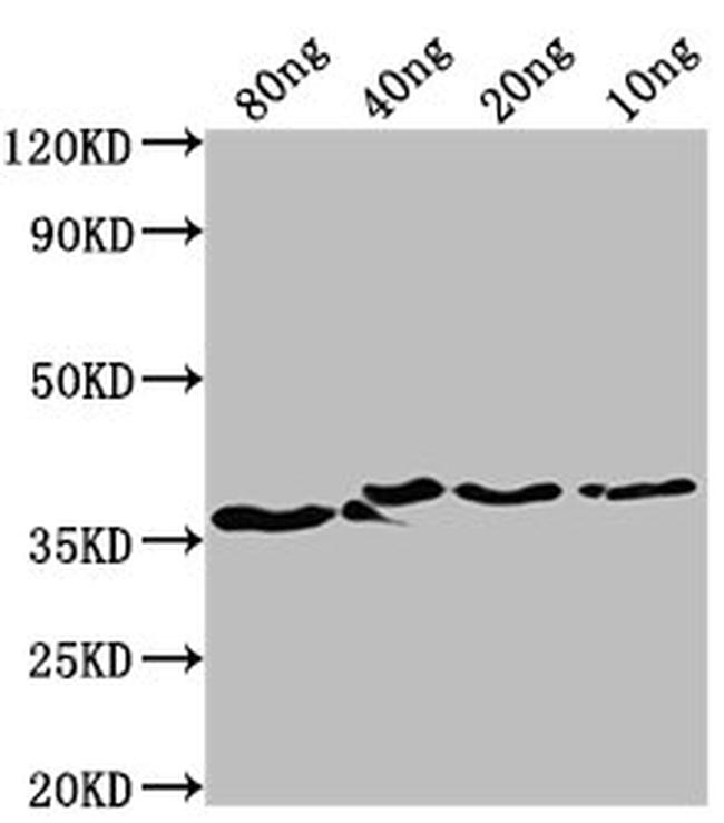 E. coli bepA Antibody in Western Blot (WB)