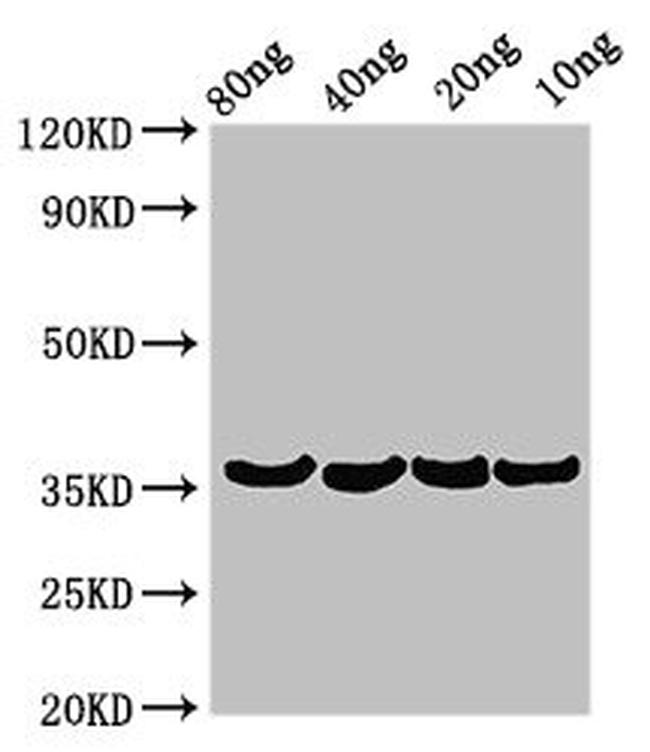 Lysobacter enzymogenes Beta-lytic metalloendopeptidase Antibody in Western Blot (WB)