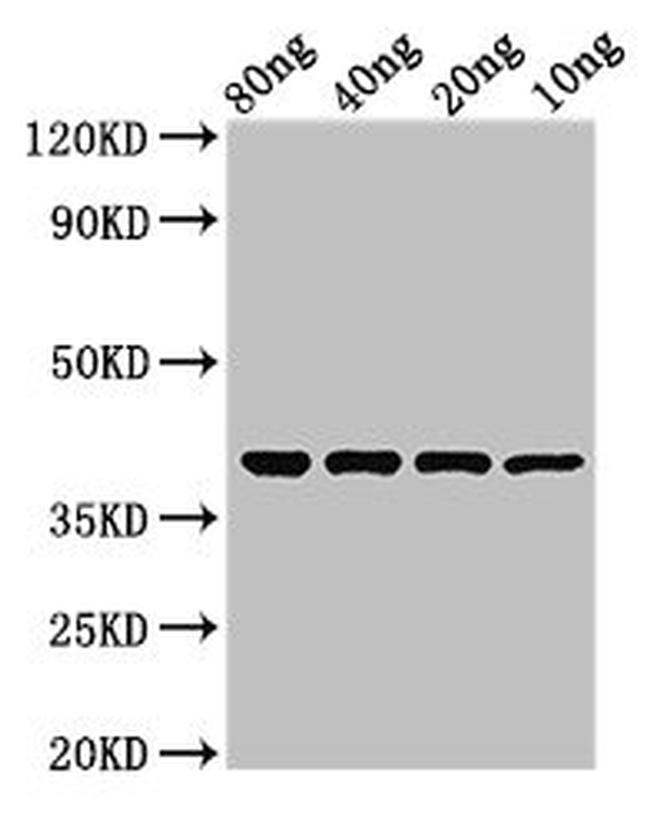 E. coli Protease 7 Antibody in Western Blot (WB)