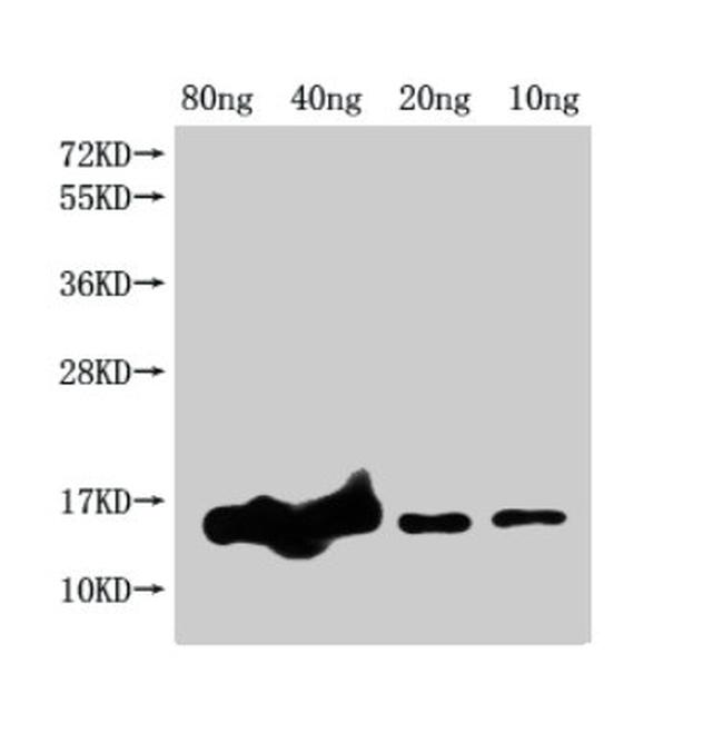 E. coli (strain K12) grxD Antibody in Western Blot (WB)