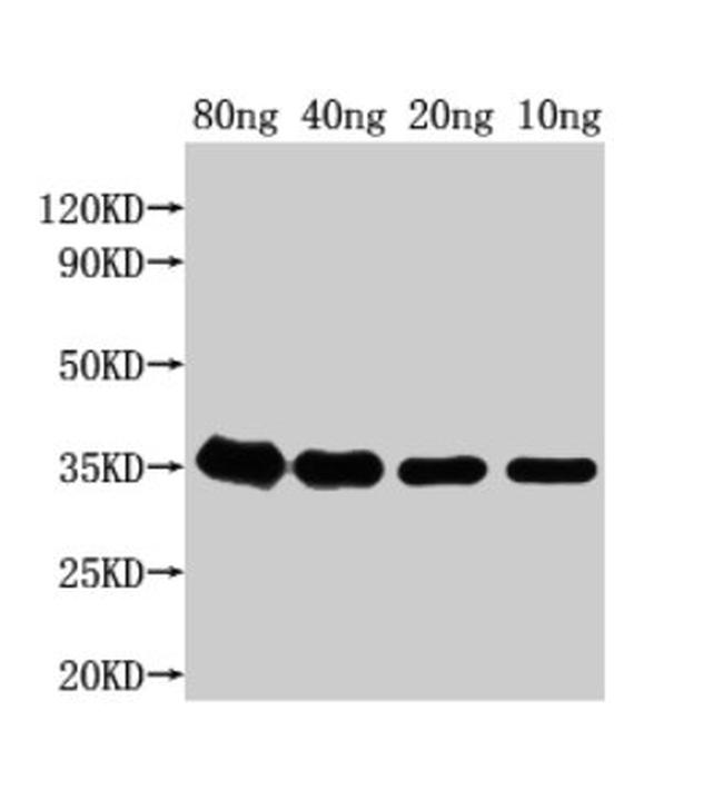 E. coli (strain K12) grxD Antibody in Western Blot (WB)