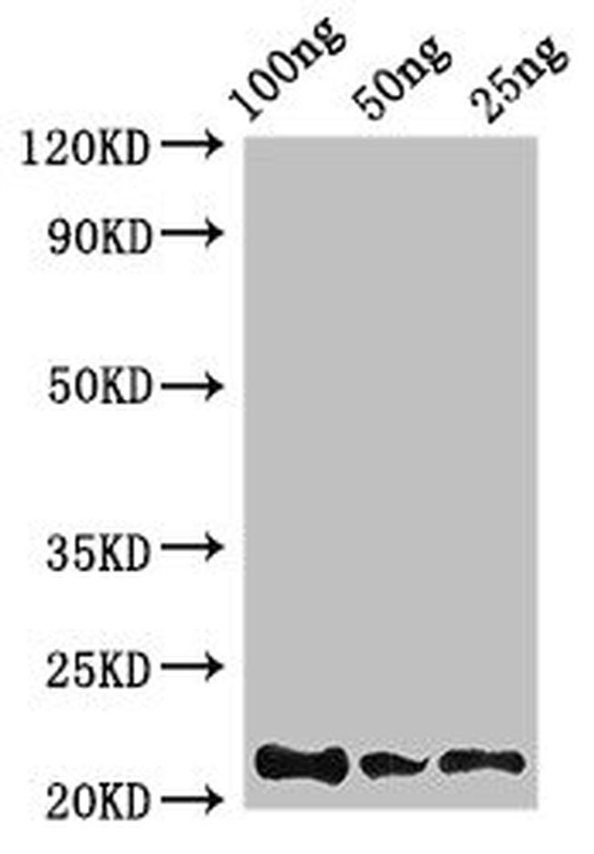 Clostridium pasteurianum Rubredoxin Antibody in Western Blot (WB)