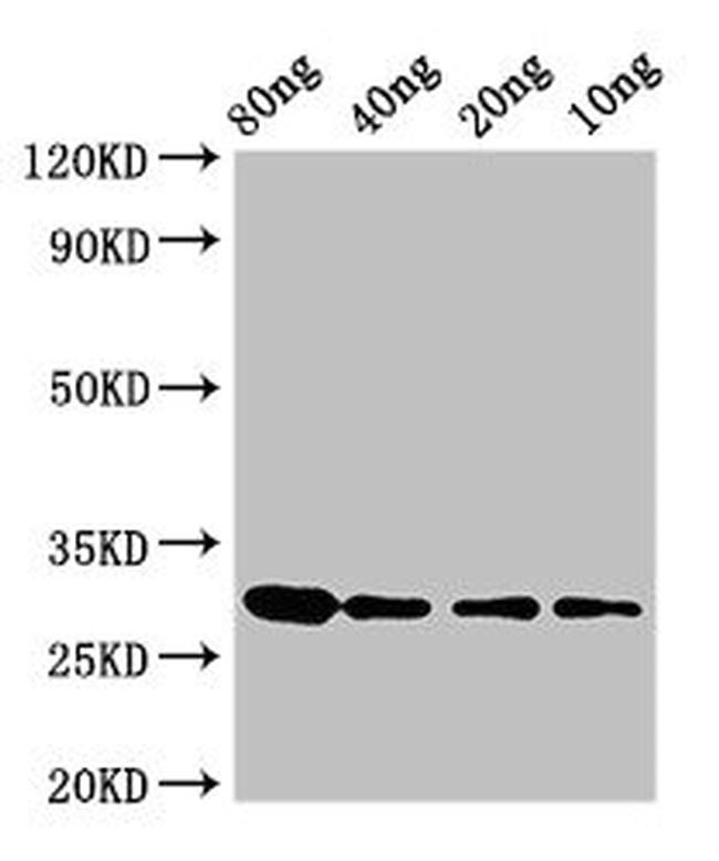Ustilago sphaerogena RNU2 Antibody in Western Blot (WB)