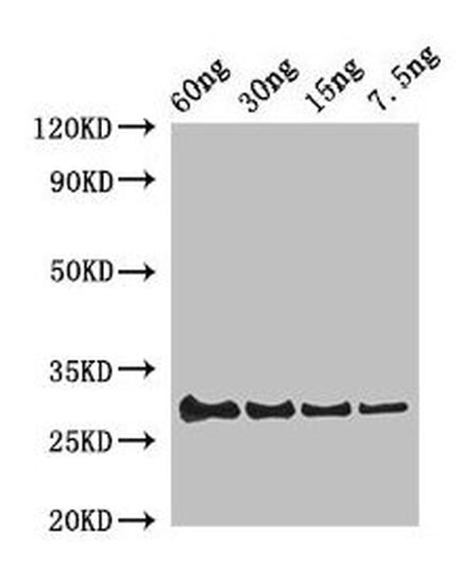 Anas platyrhynchos Lysozyme C-1 Antibody in Western Blot (WB)