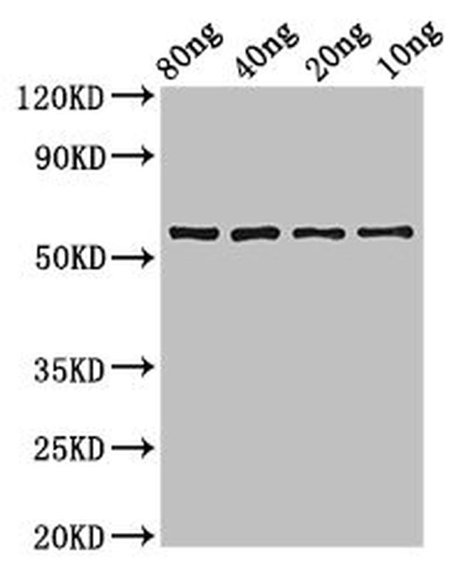Synechococcus sp. phr Antibody in Western Blot (WB)