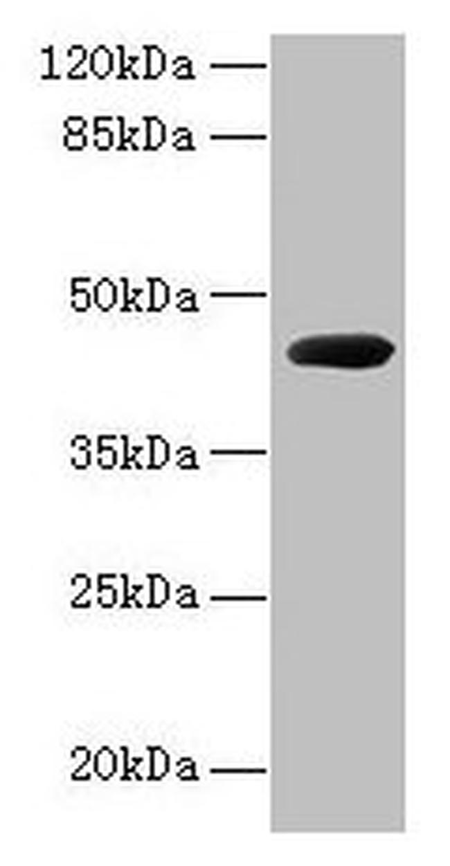 Pseudomonas sp. CPG2 Antibody in Western Blot (WB)
