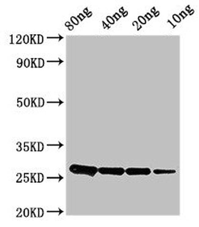 Bacillus subtilis ptsH Antibody in Western Blot (WB)