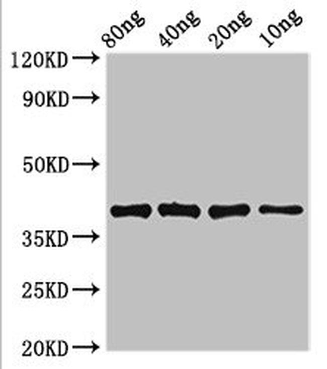 E. coli LexA Antibody in Western Blot (WB)