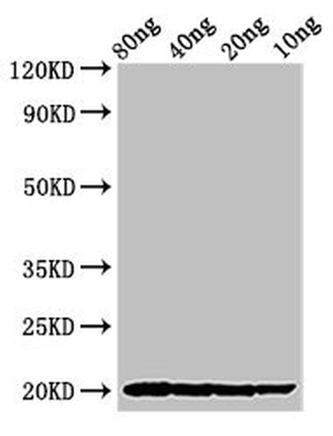 Viscum album THI2.1 Antibody in Western Blot (WB)