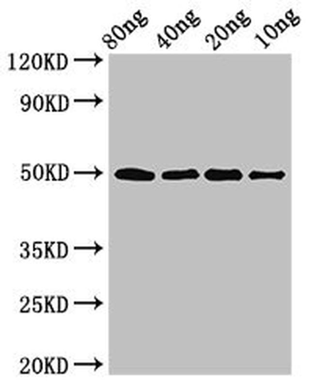 E. coli ghrA Antibody in Western Blot (WB)