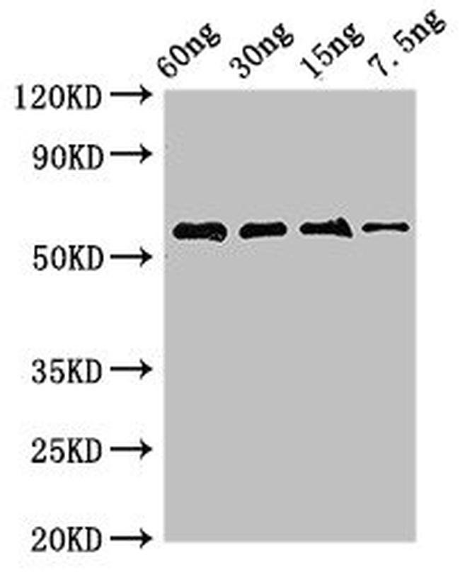 Arginine kinase Antibody in Western Blot (WB)