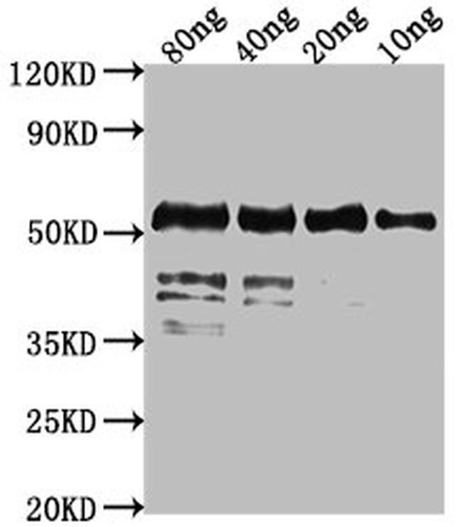 Aeromonas hydrophila fkpA Antibody in Western Blot (WB)