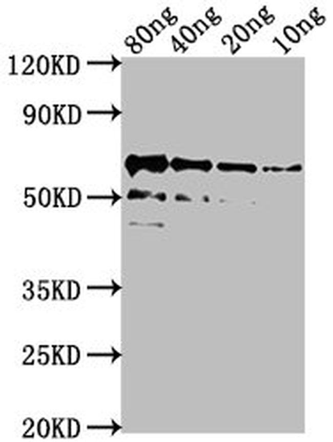 Azotobacter vinelandii algL Antibody in Western Blot (WB)