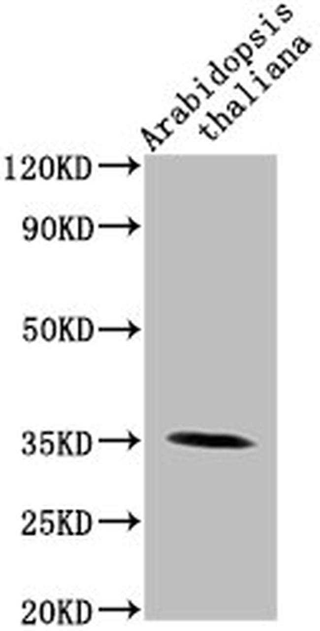 Arabidopsis thaliana PAP1 Antibody in Western Blot (WB)