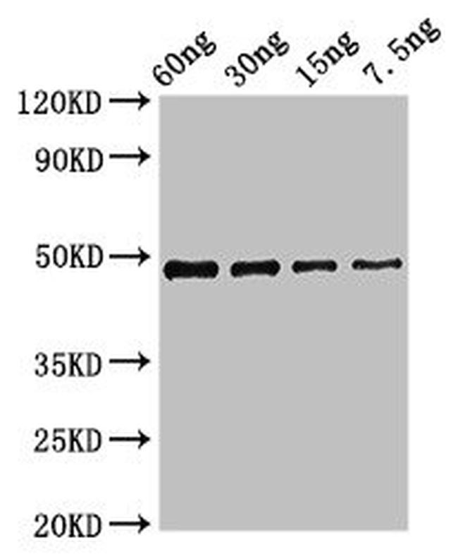 Xanthomonas campestris pv. campestris cobB Antibody in Western Blot (WB)