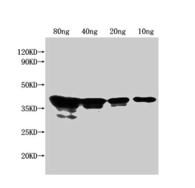 E. coli (strain K12/DH10B) NfuA Antibody in Western Blot (WB)