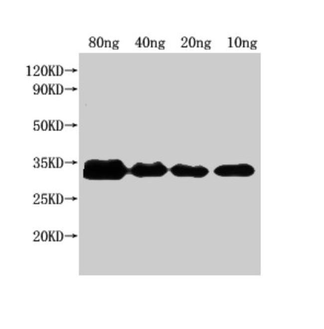 E. coli (strain K12/DH10B) NfuA Antibody in Western Blot (WB)