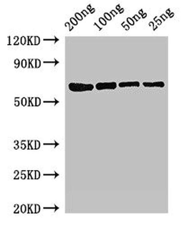 E. coli MutL Antibody in Western Blot (WB)