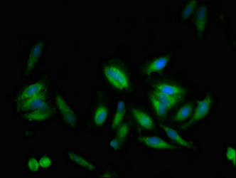 USP10 Antibody in Immunocytochemistry (ICC/IF)