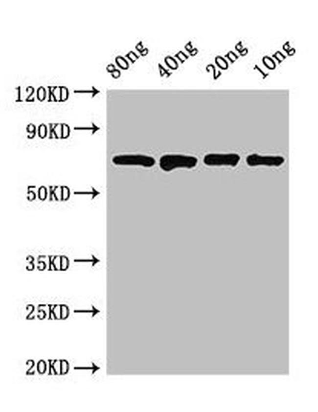 E. coli DnaK Antibody in Western Blot (WB)