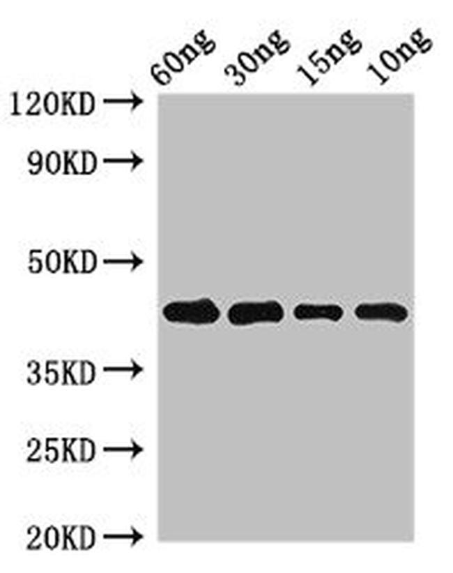 Phleum pratense Pollen allergen Phl p 5b Antibody in Western Blot (WB)
