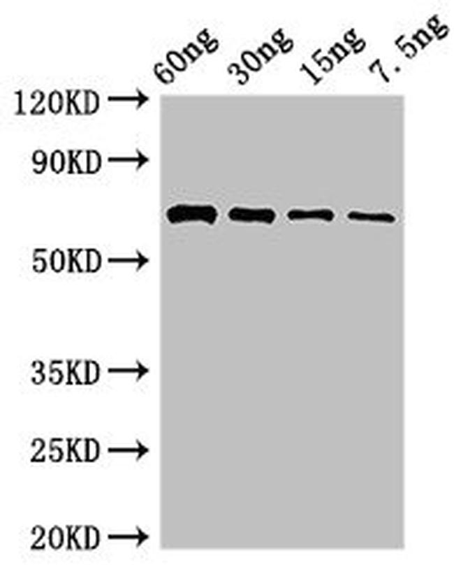 Pseudomonas aeruginosa pvdA Antibody in Western Blot (WB)