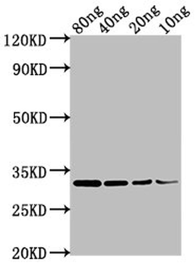 Rickettsia japonica OMP Antibody in Western Blot (WB)