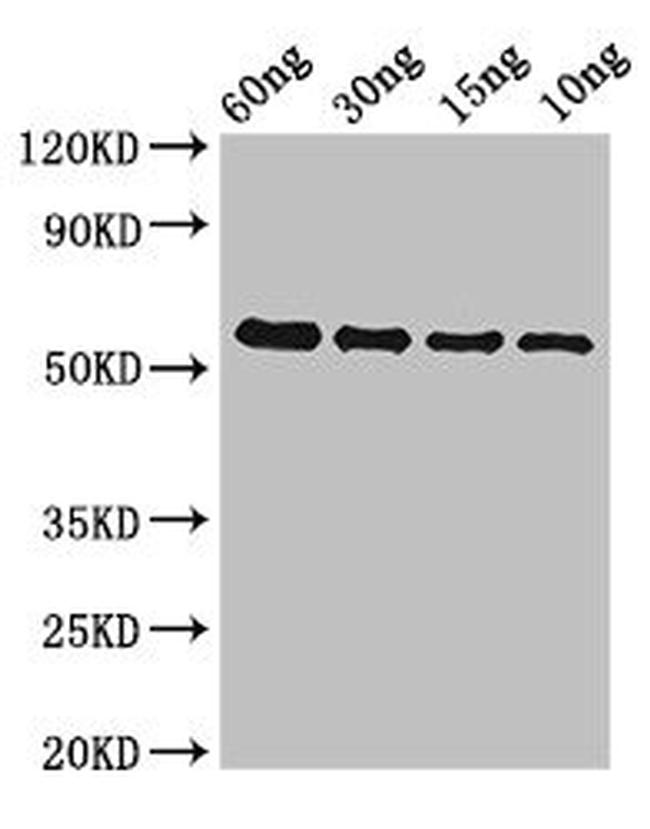 Enterococcus faecalis gelE Antibody in Western Blot (WB)