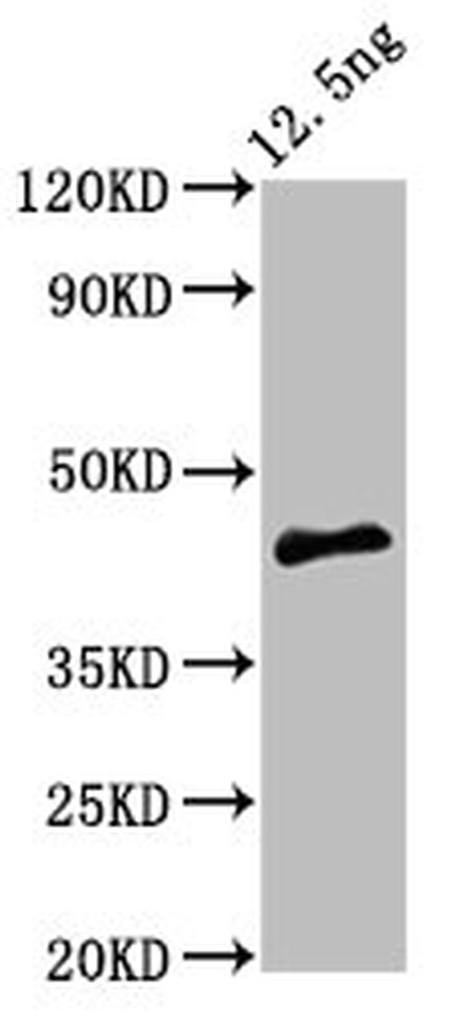 Arabidopsis thaliana PMRT15 Antibody in Western Blot (WB)
