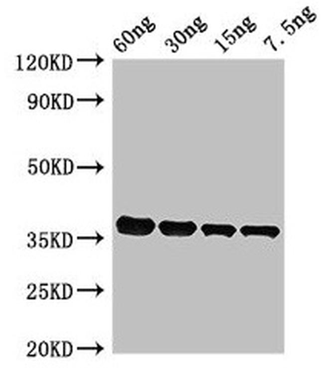 Pyrococcus furiosus PF0142 Antibody in Western Blot (WB)