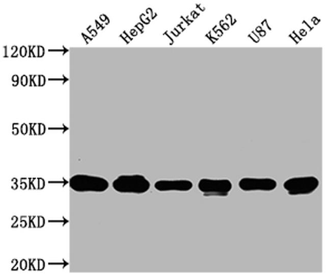 SUMF2 Antibody in Western Blot (WB)