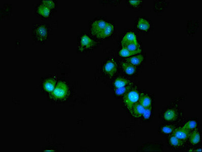 ACTL9 Antibody in Immunocytochemistry (ICC/IF)